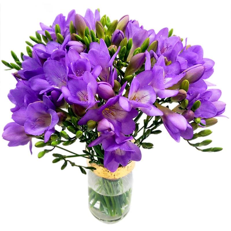 Violet Freesia Flower Seeds for Planting – Heirloom, Non-GMO, Sun Loving High Germination Seeds