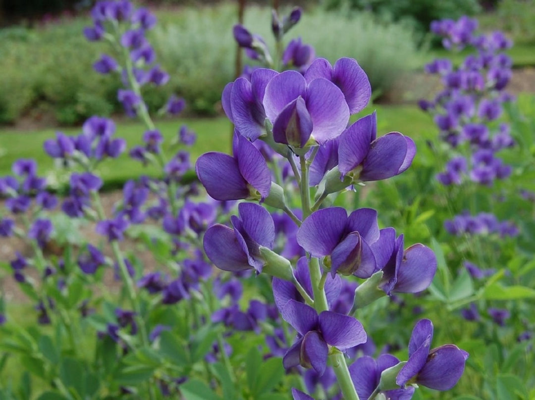 Blue False Indigo Flower Seeds for Planting – Heirloom Non-GMO, High Germination Organic Garden Seeds