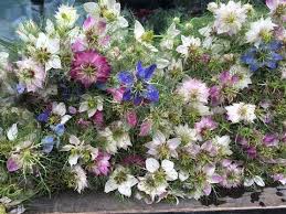 Mixed Nigella Damascena Flower Seeds for Planting - Colorful Display, Heirloom, Non-GMO & High Germination Garden Seeds, 100pcs