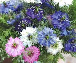Mixed Nigella Damascena Flower Seeds for Planting - Colorful Display, Heirloom, Non-GMO & High Germination Garden Seeds, 100pcs