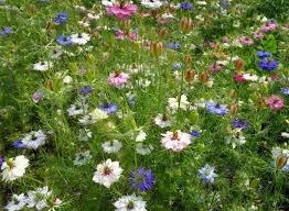 Mixed Nigella Damascena Flower Seeds for Planting - Colorful Display, Heirloom, Non-GMO & High Germination Garden Seeds, 100pcs