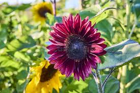 Burgundy Sunflower Seeds for Planting - Low Maintenance, Heirloom, Non-GMO & High Germination Garden Seeds, 100pcs