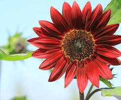 Burgundy Sunflower Seeds for Planting - Low Maintenance, Heirloom, Non-GMO & High Germination Garden Seeds, 100pcs