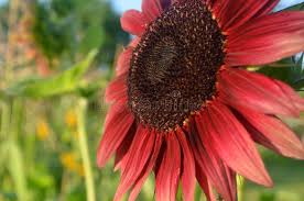 Burgundy Sunflower Seeds for Planting - Low Maintenance, Heirloom, Non-GMO & High Germination Garden Seeds, 100pcs