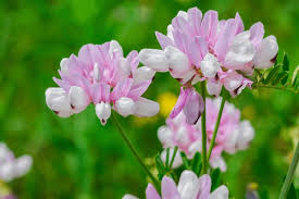 Pink Crownvetch Flower Seeds for Planting - Cottage Garden Essential, Heirloom, Non-GMO & High Germination Garden Seeds, 100pcs