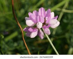 Pink Crownvetch Flower Seeds for Planting - Cottage Garden Essential, Heirloom, Non-GMO & High Germination Garden Seeds, 100pcs