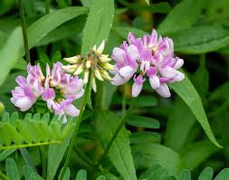 Pink Crownvetch Flower Seeds for Planting - Cottage Garden Essential, Heirloom, Non-GMO & High Germination Garden Seeds, 100pcs