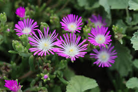 Purple Delosperma Stardust Flower Seeds for Planting - Cut Flower Favorite, Heirloom, Non-GMO & High Germination Garden Seeds, 100pcs