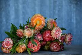 Mixed Strawflower Seeds for Planting - Pollinator Friendly, Heirloom, Non-GMO & High Germination Garden Seeds, 100pcs