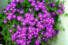 Purple Delosperma Stardust Flower Seeds for Planting - Cut Flower Favorite, Heirloom, Non-GMO & High Germination Garden Seeds, 100pcs