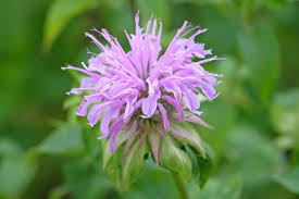 Lavender Monarda Flower Seeds for Planting - Wildflower Mix, Heirloom, Non-GMO & High Germination Organic Garden Seeds, 100pcs