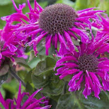 Lavender Monarda Flower Seeds for Planting - Wildflower Mix, Heirloom, Non-GMO & High Germination Organic Garden Seeds, 100pcs