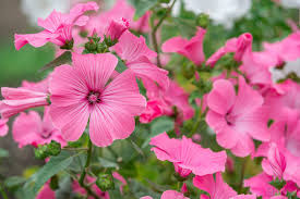 Pink Lavatera Trimestris Flower Seeds for Planting - Seasonal Bloomer, Heirloom, Non-GMO & High Germination Garden Seeds, 100pcs