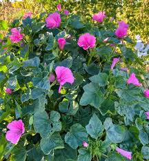 Pink Lavatera Trimestris Flower Seeds for Planting - Seasonal Bloomer, Heirloom, Non-GMO & High Germination Garden Seeds, 100pcs