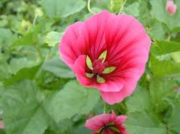 Blue Flax Flower Seeds for Planting - Sun Loving, Heirloom, Non-GMO & High Germination Organic Garden Seeds, 100pcs