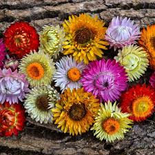 Mixed Strawflower Seeds for Planting - Pollinator Friendly, Heirloom, Non-GMO & High Germination Garden Seeds, 100pcs