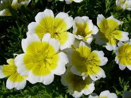 Eggflowers Flower Seeds for Planting - Shade Tolerant, Heirloom, Non-GMO & High Germination Organic Garden Seeds, 100pcs