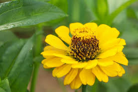 Yellow Zinnia Elegans Flower Seeds for Planting - Premium Quality, Heirloom, Non-GMO & High Germination Garden Seeds, 100pcs
