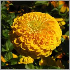 Yellow Zinnia Elegans Flower Seeds for Planting - Premium Quality, Heirloom, Non-GMO & High Germination Garden Seeds, 100pcs