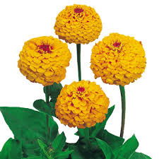 Yellow Zinnia Elegans Flower Seeds for Planting - Premium Quality, Heirloom, Non-GMO & High Germination Garden Seeds, 100pcs