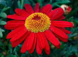 Red-Yellow Strawflower Seeds for Planting - Bright Blooms, Heirloom, Non-GMO & High Germination Garden Seeds, 100pcs