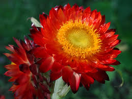Red-Yellow Strawflower Seeds for Planting - Bright Blooms, Heirloom, Non-GMO & High Germination Garden Seeds, 100pcs
