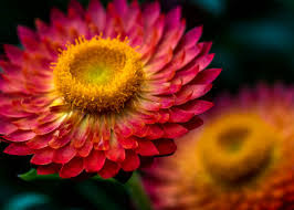 Red-Yellow Strawflower Seeds for Planting - Bright Blooms, Heirloom, Non-GMO & High Germination Garden Seeds, 100pcs