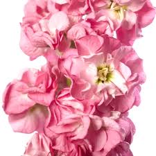 Baby Pink Matthiola Incana Flower Seeds for Planting - Fragrant Blossoms, Heirloom, Non-GMO & High Germination Garden Seeds, 100pcs