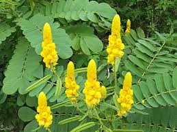 Yellow Cassia Alata Flower Seeds for Planting - Vibrant Colors, Heirloom, Non-GMO & High Germination Garden Seeds, 100pcs