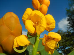 Yellow Cassia Alata Flower Seeds for Planting - Vibrant Colors, Heirloom, Non-GMO & High Germination Garden Seeds, 100pcs