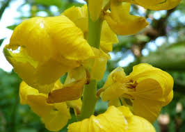 Yellow Cassia Alata Flower Seeds for Planting - Vibrant Colors, Heirloom, Non-GMO & High Germination Garden Seeds, 100pcs
