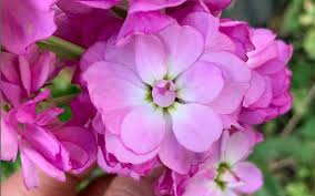 Baby Pink Matthiola Incana Flower Seeds for Planting - Fragrant Blossoms, Heirloom, Non-GMO & High Germination Garden Seeds, 100pcs