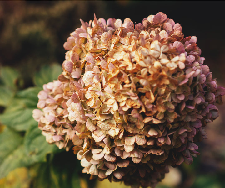 Brown Hydrangea Flower Seeds for Planting – Heirloom Non-GMO, High Germination Organic Garden Seeds