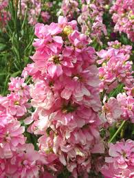 Baby Pink Matthiola Incana Flower Seeds for Planting - Fragrant Blossoms, Heirloom, Non-GMO & High Germination Garden Seeds, 100pcs