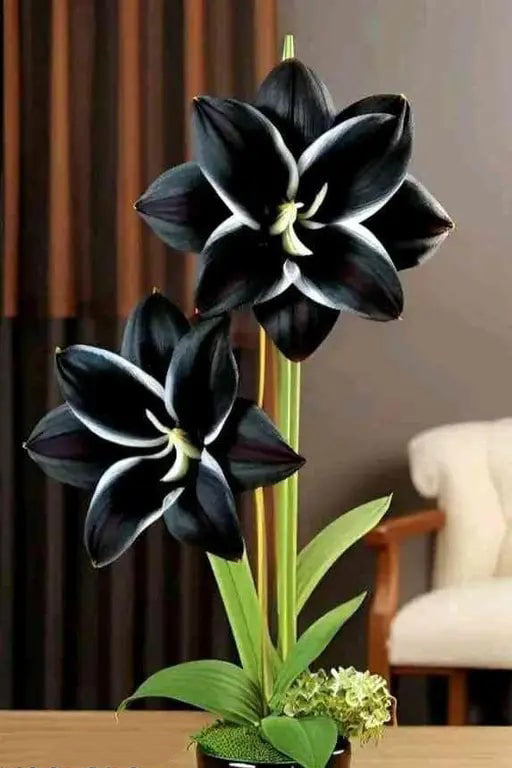 Black Amaryllis Flower Seeds for Planting – Wildflower Mix | Heirloom Non-GMO High Germination Seeds