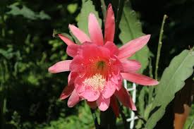 Pink Epiphyllum Flower Seeds for Planting - Drought Tolerant, Heirloom, Non-GMO & High Germination Garden Seeds, 100pcs