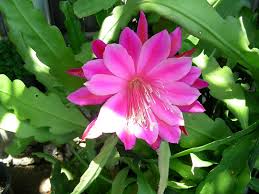Pink Epiphyllum Flower Seeds for Planting - Drought Tolerant, Heirloom, Non-GMO & High Germination Garden Seeds, 100pcs
