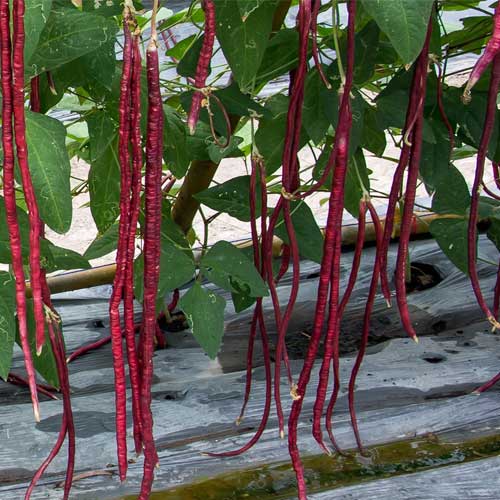Red Long Bean Seeds for Planting – Heirloom & Non-GMO Vegetable Seeds for Stir-Fries and Garden Harvests