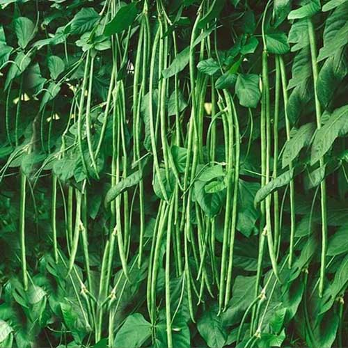 Long Beans Vegetable Seeds for Planting – Heirloom & Non-GMO Climbing Variety for High-Yield Harvests
