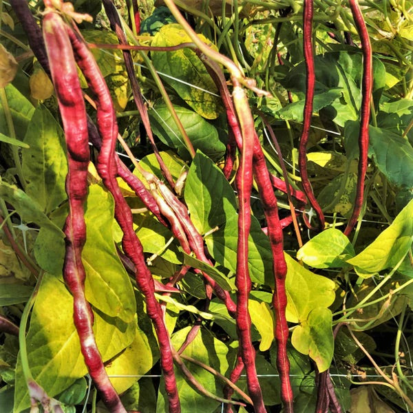 Yard Long Bean Seeds for Planting – Heirloom, Non-GMO, Nutritious Climbing Vegetable – High Germination