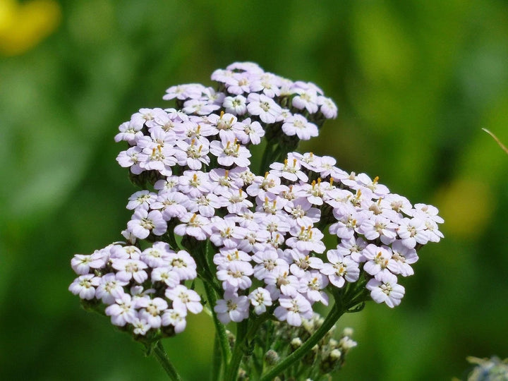 Yarrow Flower Seeds for Planting – Heirloom Non-GMO, High Germination Organic Garden Seeds