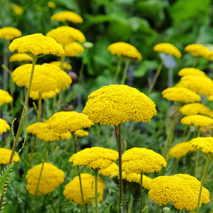 Flower Seeds, Seeds,Seeds For Planting,Plant Seeds