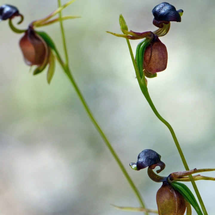 Flying Duck Orchid Flower Seeds for Planting – Heirloom Non-GMO, High Germination Organic Garden Seeds
