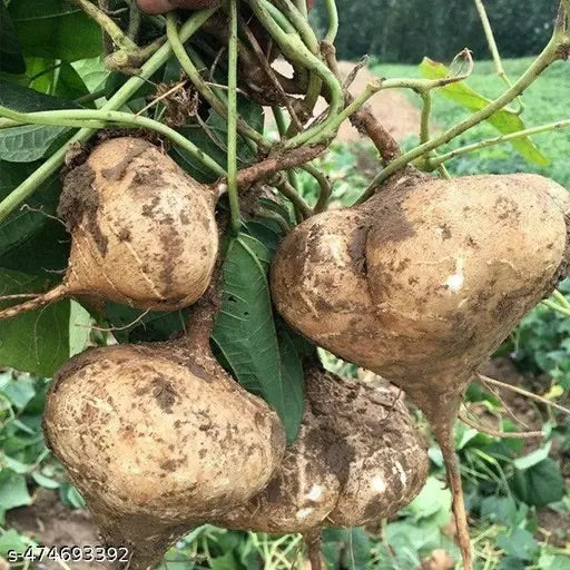 Yam Seeds – Heirloom Non-GMO Nutritious Root Vegetable Seeds for Planting, Organic Garden Seeds, High Germination