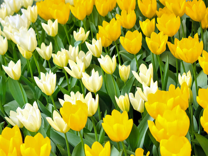 Yellow White Tulip Flower Seeds for Planting – Heirloom Non-GMO, High Germination Organic Garden Seeds