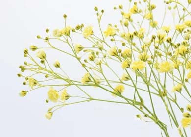 Light Yellow Gypsophila Paniculata Seeds for Planting – Heirloom, Non-GMO, High Germination Organic Garden Seeds