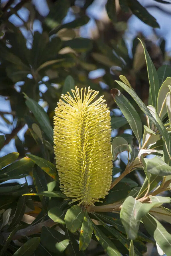 Yellow Banksia Flower Seeds for Planting – Heirloom Non-GMO, High Germination Organic Garden Seeds
