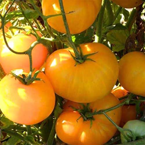 Tomato Seeds for Planting – Heirloom & Non-GMO Rare Yellow Variety