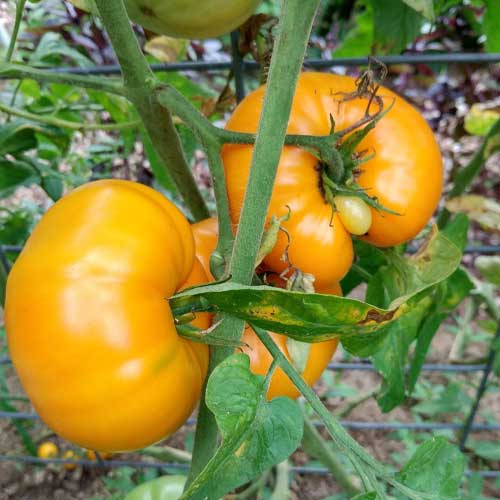 Pink Yellow Tomato Seeds for Planting – Heirloom Non-GMO Bicolor Vegetable Seeds with High Germination for Organic Gardens