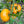 Yellow Tomato Vegetable Seeds for Planting – Heirloom & Non-GMO Seeds for Sweet and Tangy Garden Tomatoes